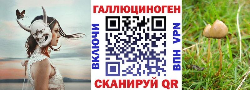 Псилоцибиновые грибы Psilocybe  Карабулак 