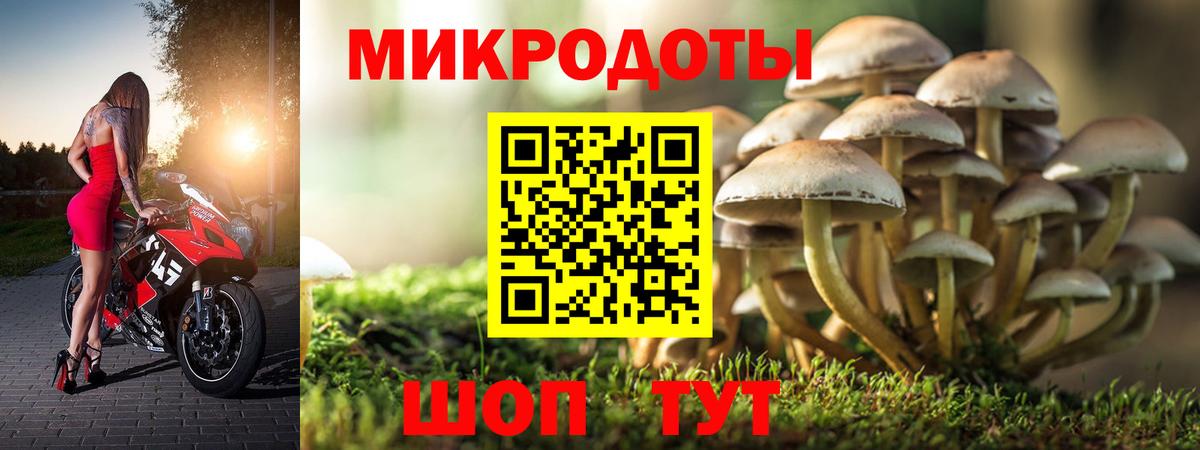 Галлюциногенные грибы Psilocybe Карабулак